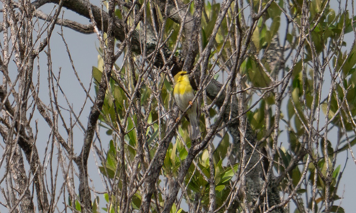 grønnhetteeremomela - ML647744388