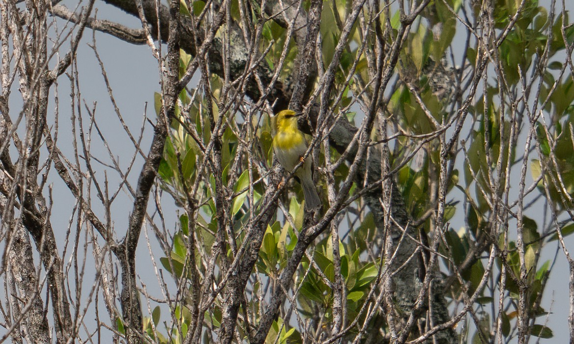 grønnhetteeremomela - ML647744389