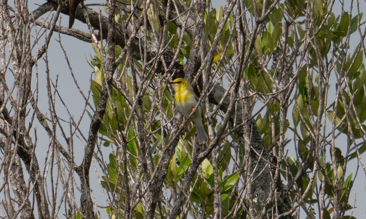 grønnhetteeremomela - ML647744390