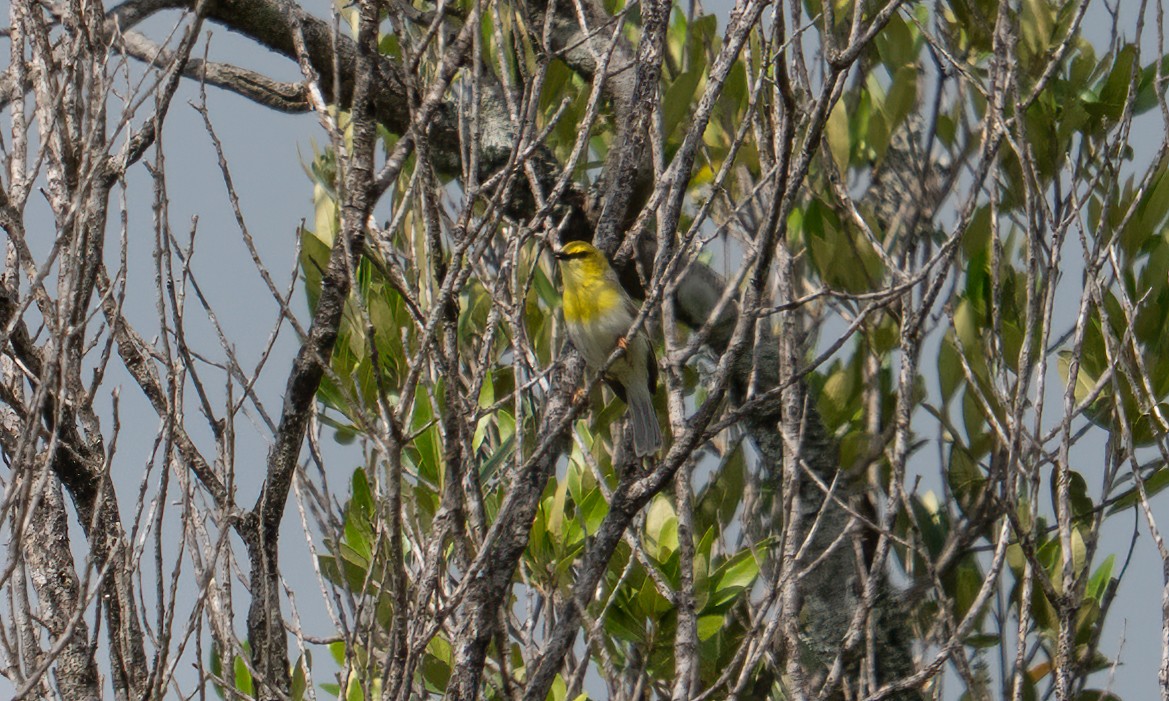 grønnhetteeremomela - ML647744391