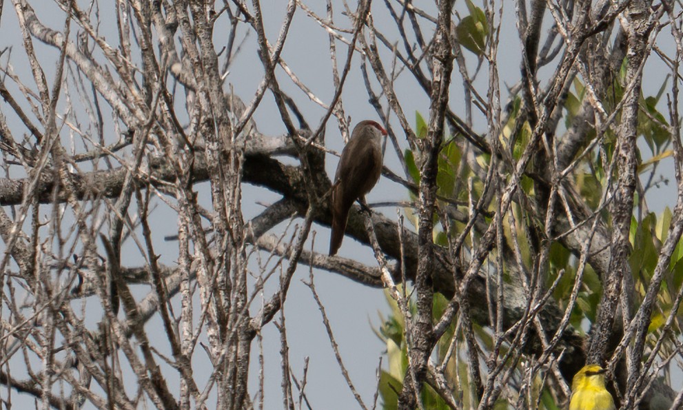 vatreastrild - ML647744396