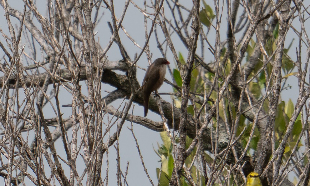 vatreastrild - ML647744397