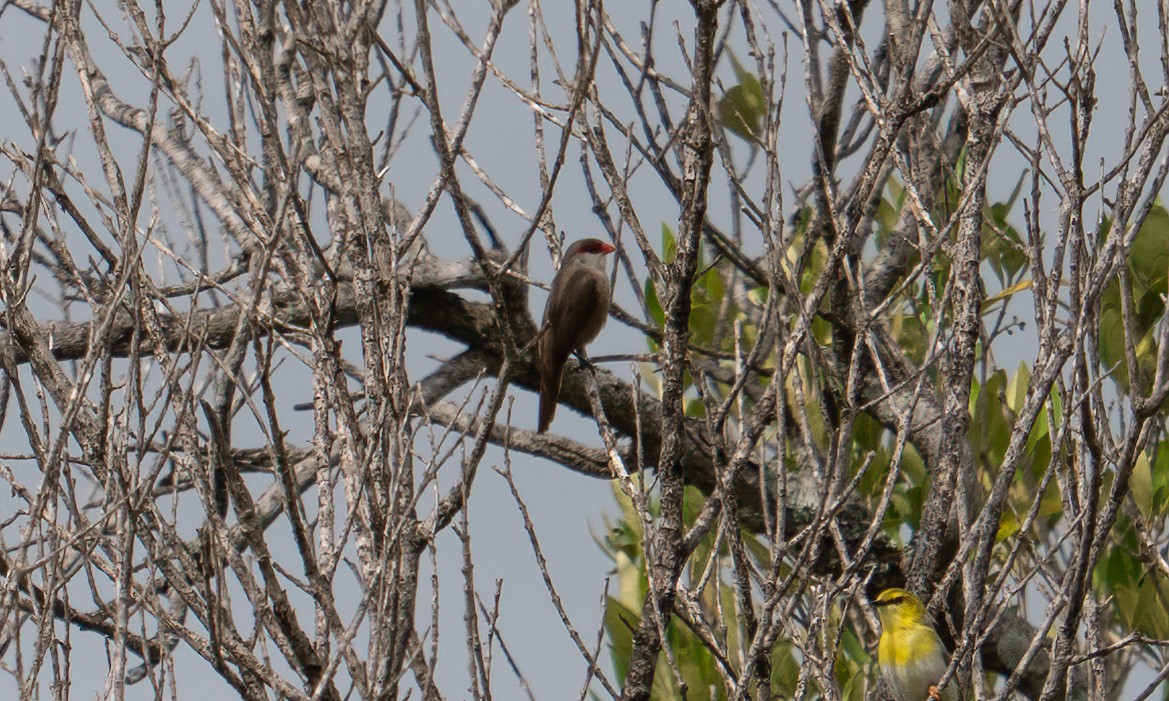 vatreastrild - ML647744398