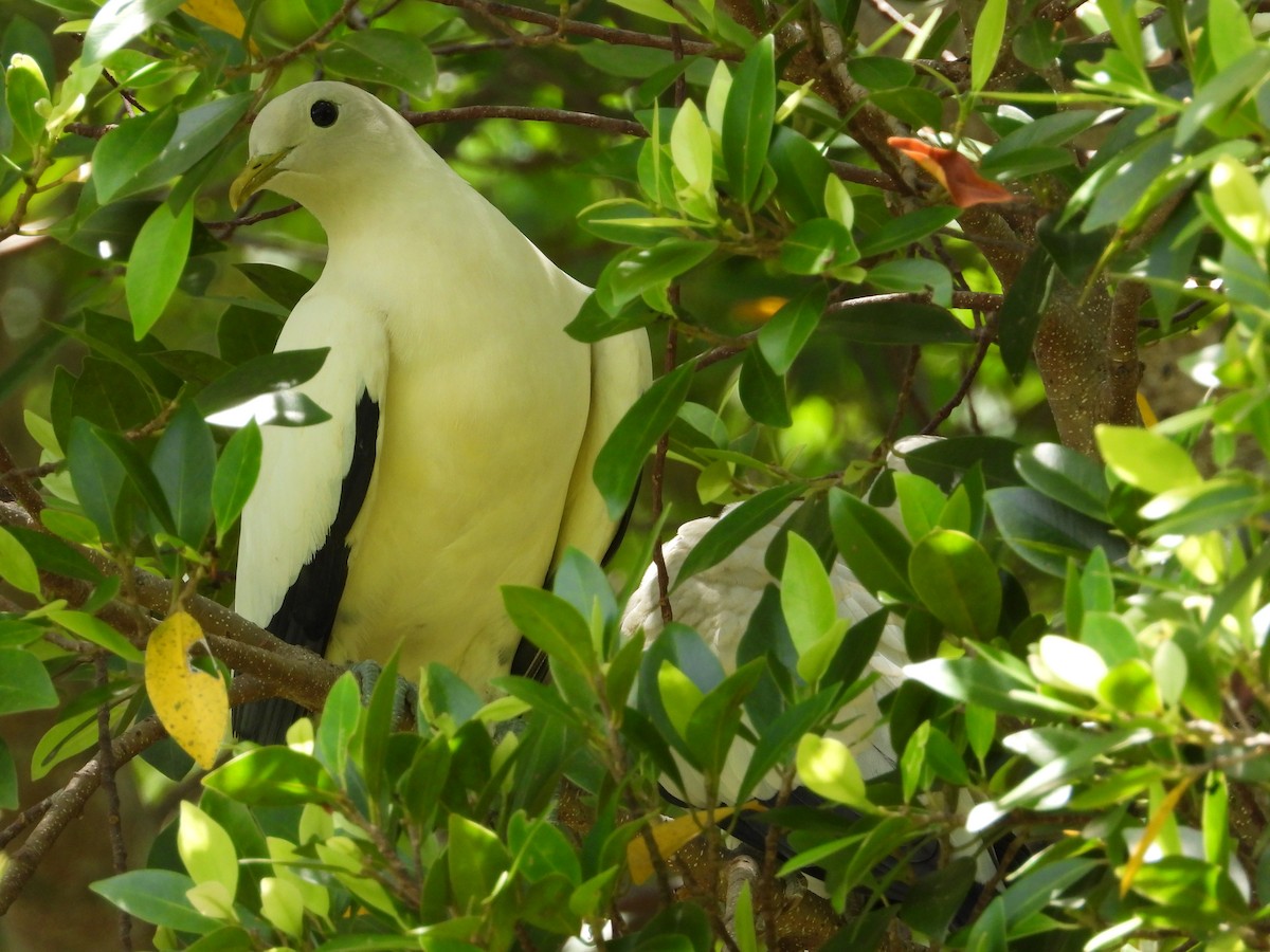 snøkeiserdue - ML647744400