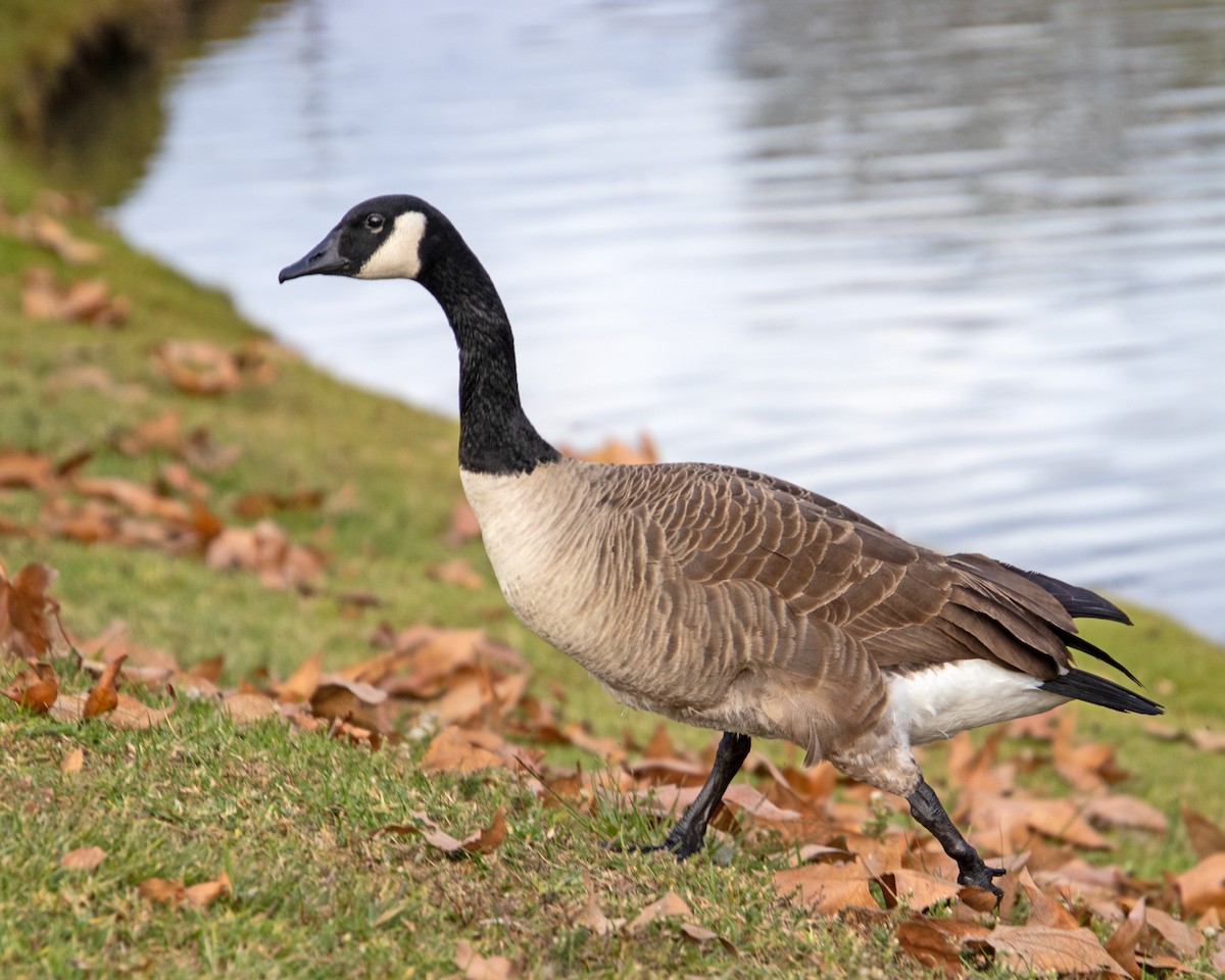 kanadagås - ML647744403