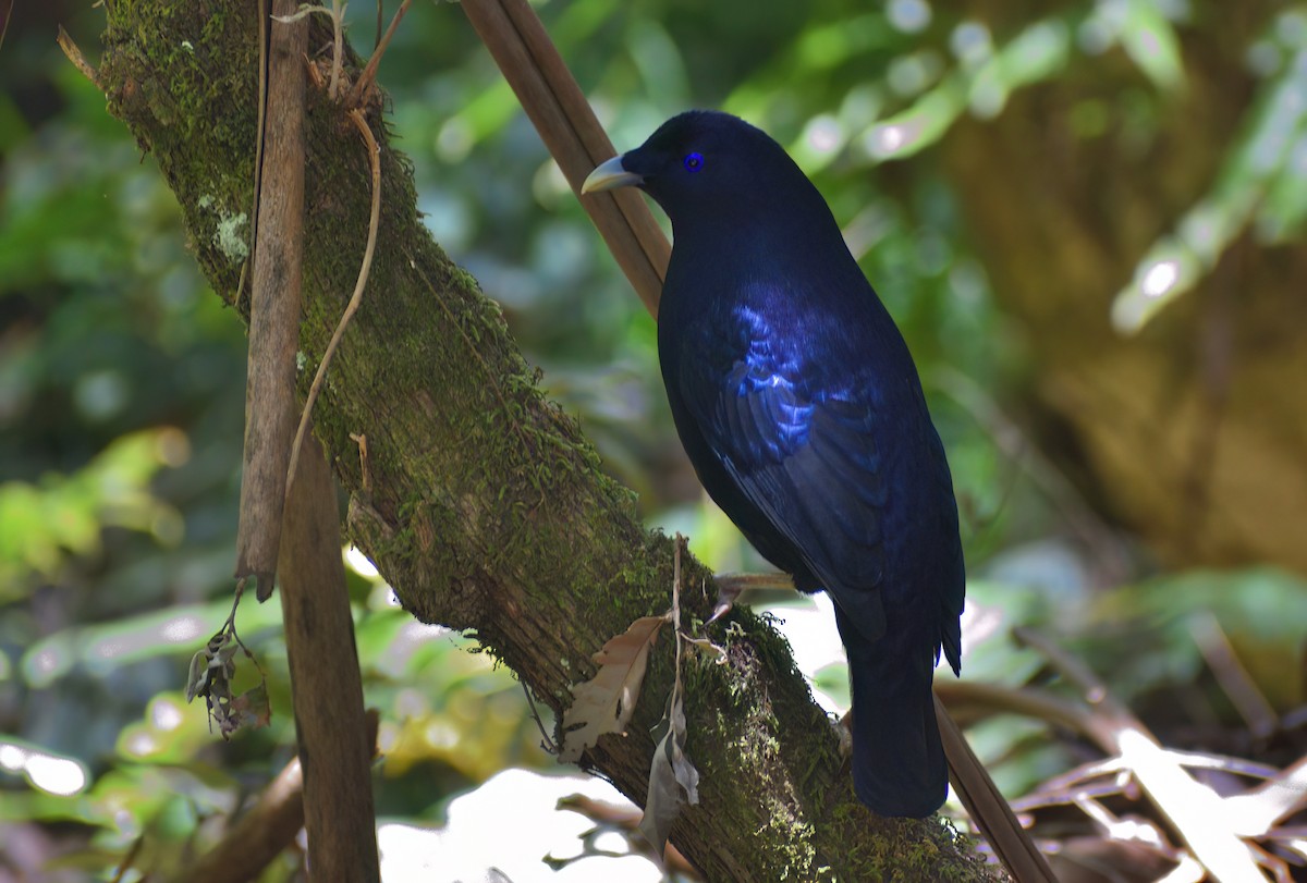 atlaskgartner - ML647744404