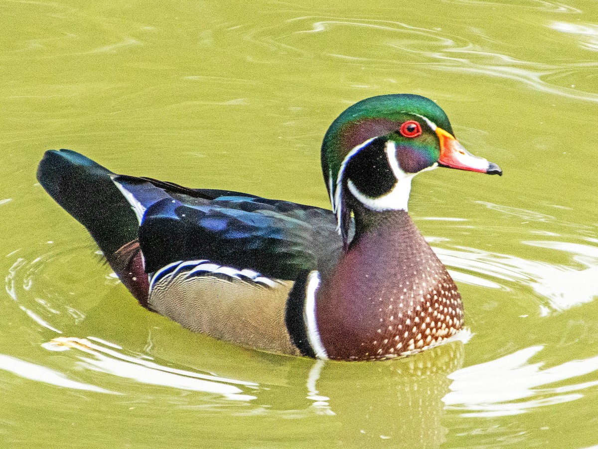 Pato Joyuyo - ML647744419