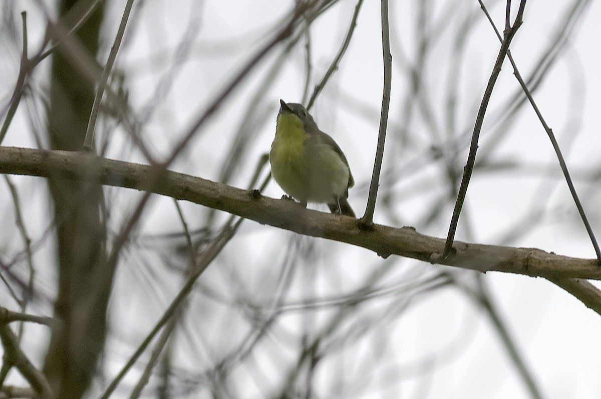 Golden-bellied Gerygone - ML647744427