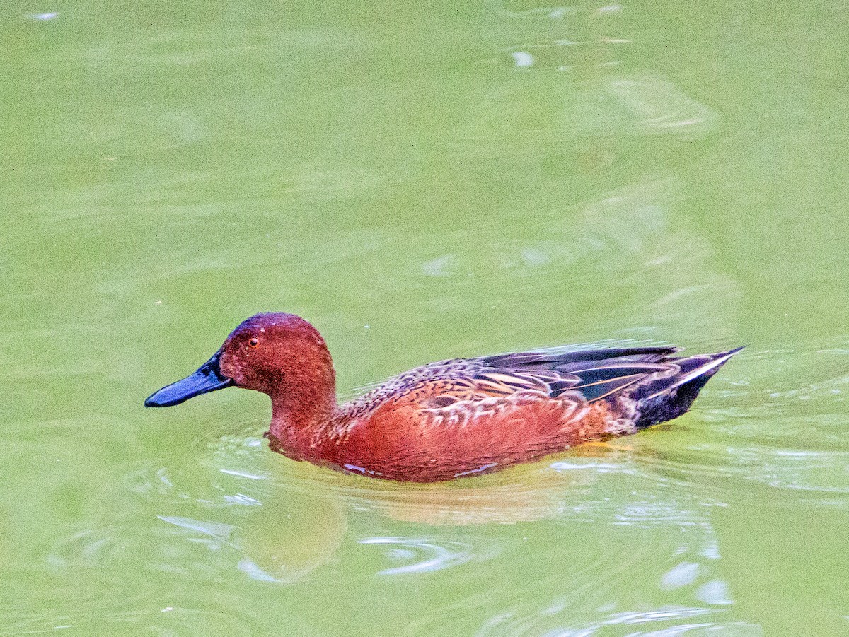 Cerceta Colorada - ML647744429