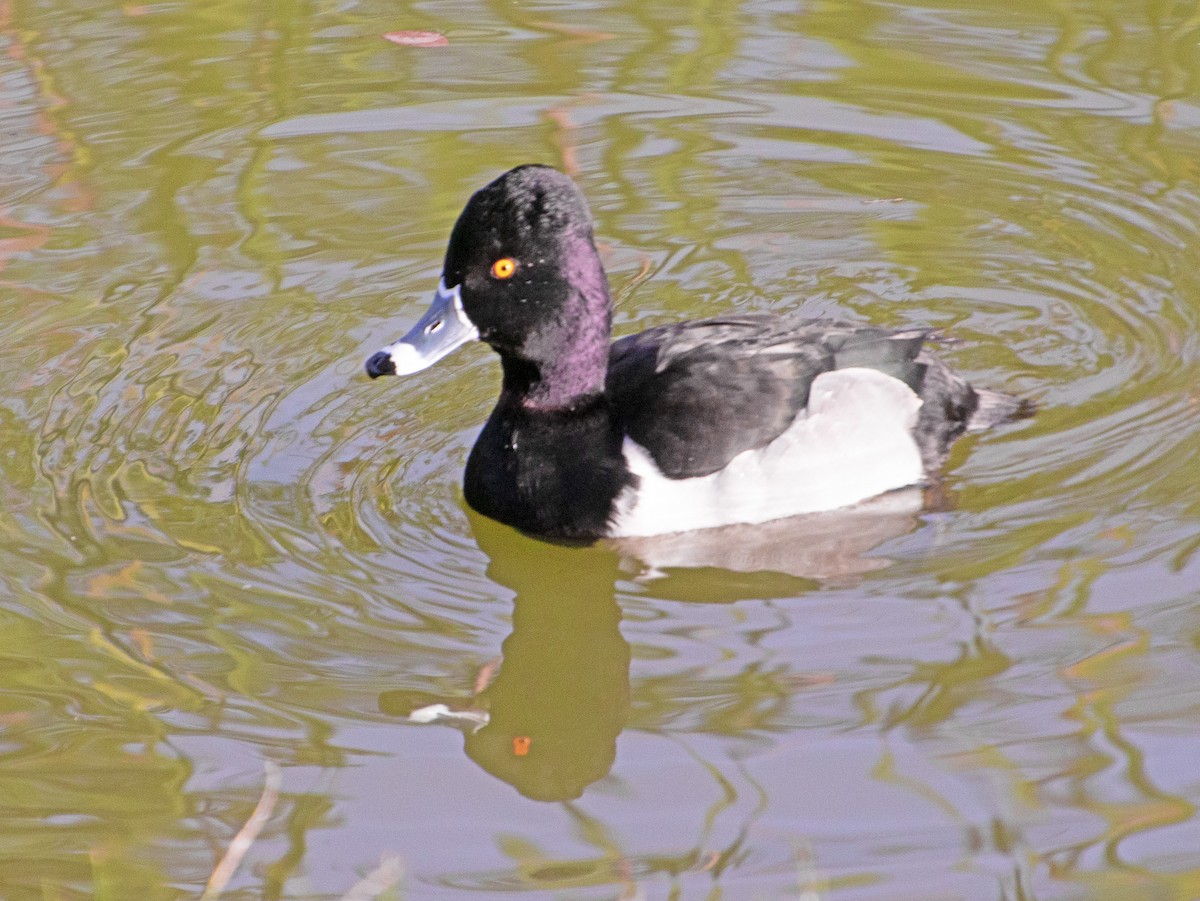 Porrón Acollarado - ML647744439