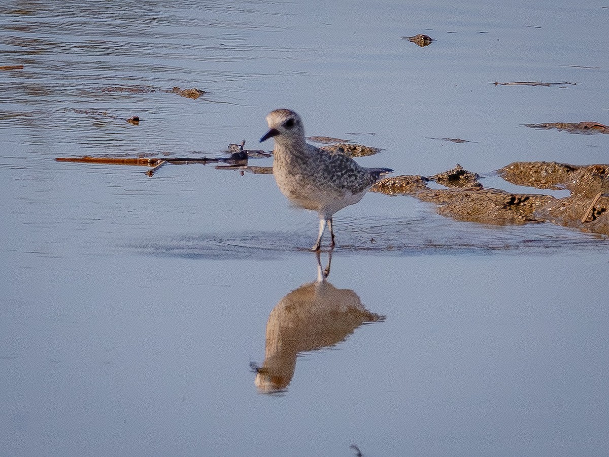 ダイゼン - ML647744441