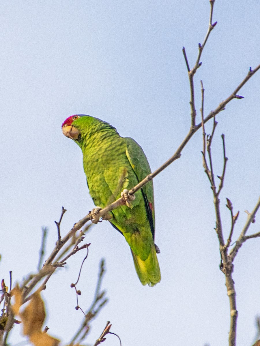 Amazona Tamaulipeca - ML647744447