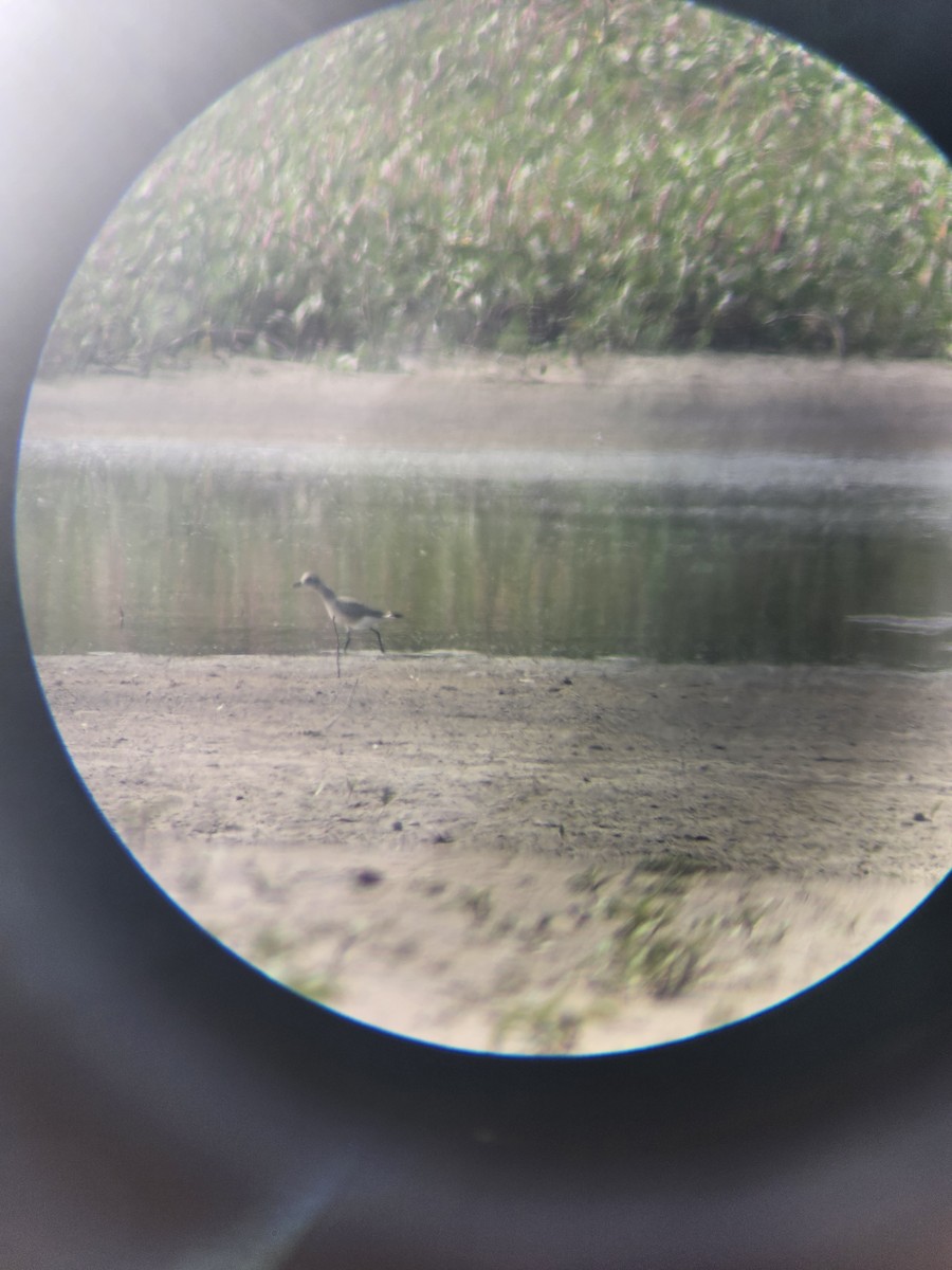 ダイゼン - ML647744449