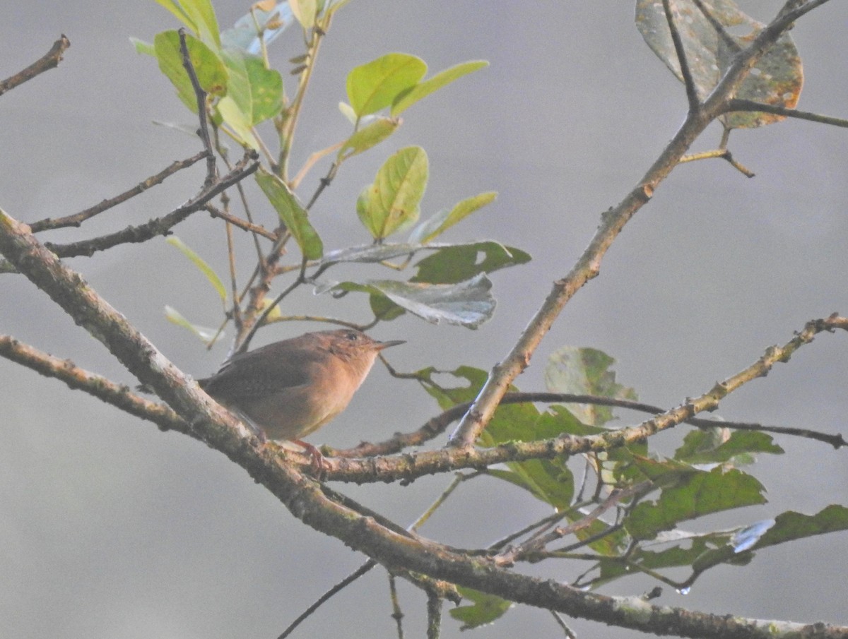Southern House Wren - ML647744458