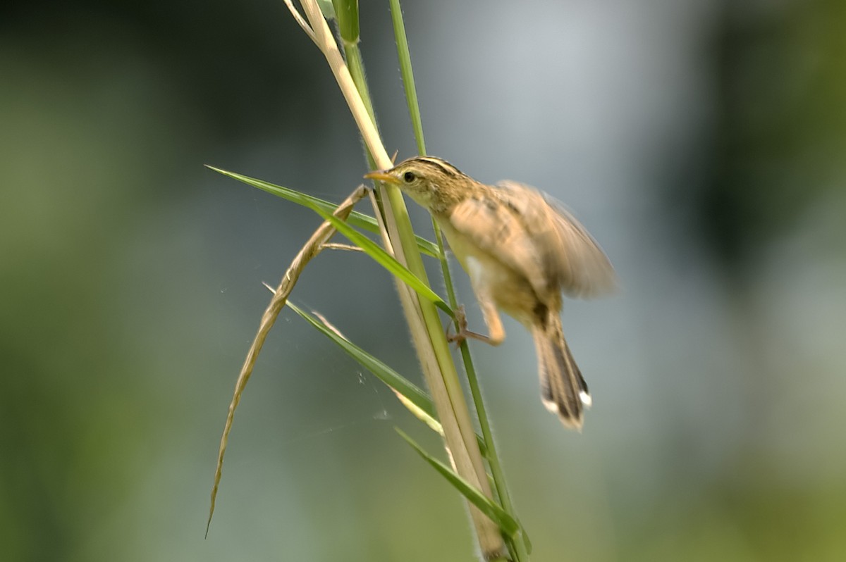 cistovník rákosníkový - ML647744476