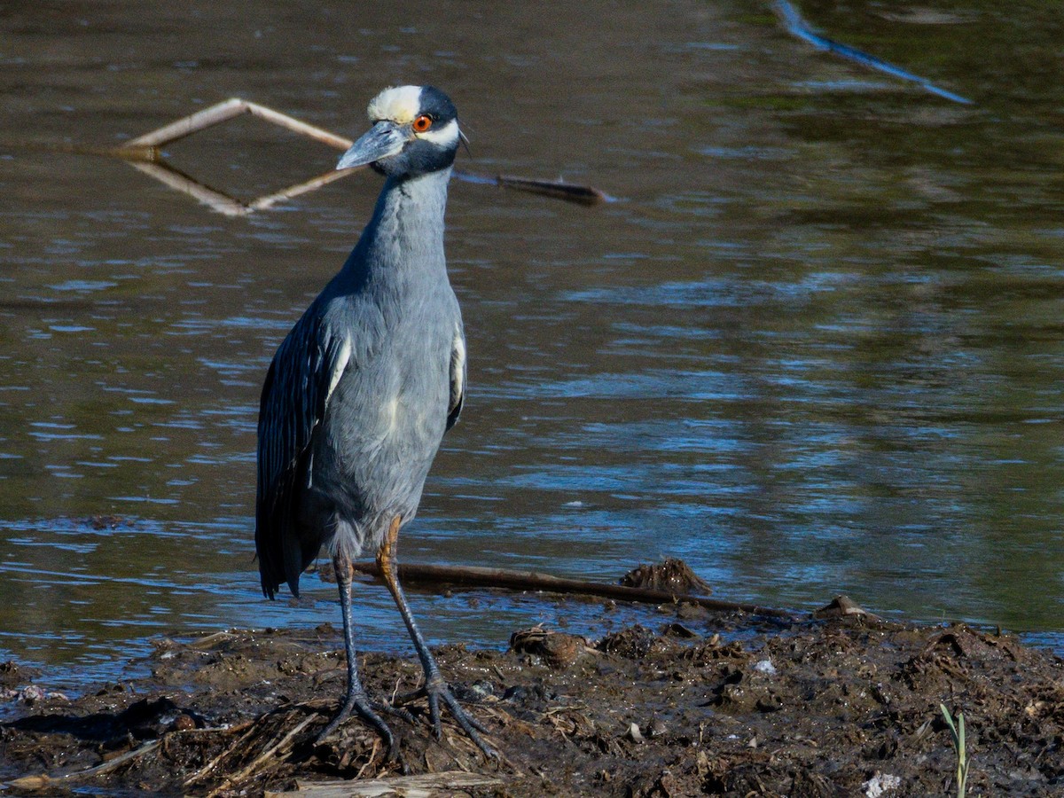kvakoš žlutočelý - ML647744484