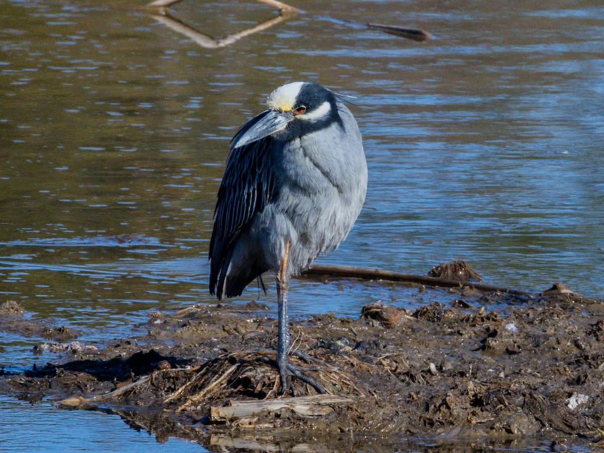 kvakoš žlutočelý - ML647744485