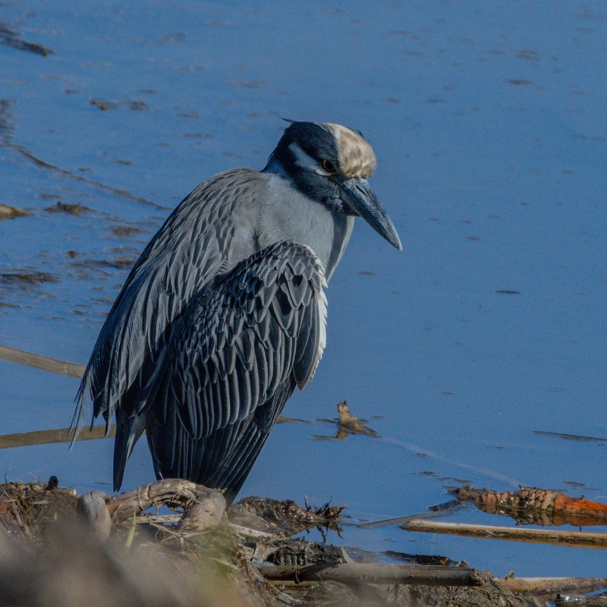 kvakoš žlutočelý - ML647744486