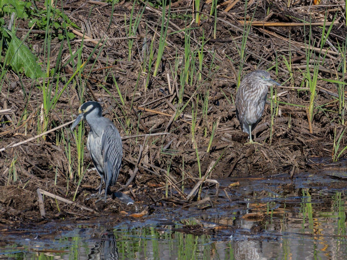 kvakoš žlutočelý - ML647744487