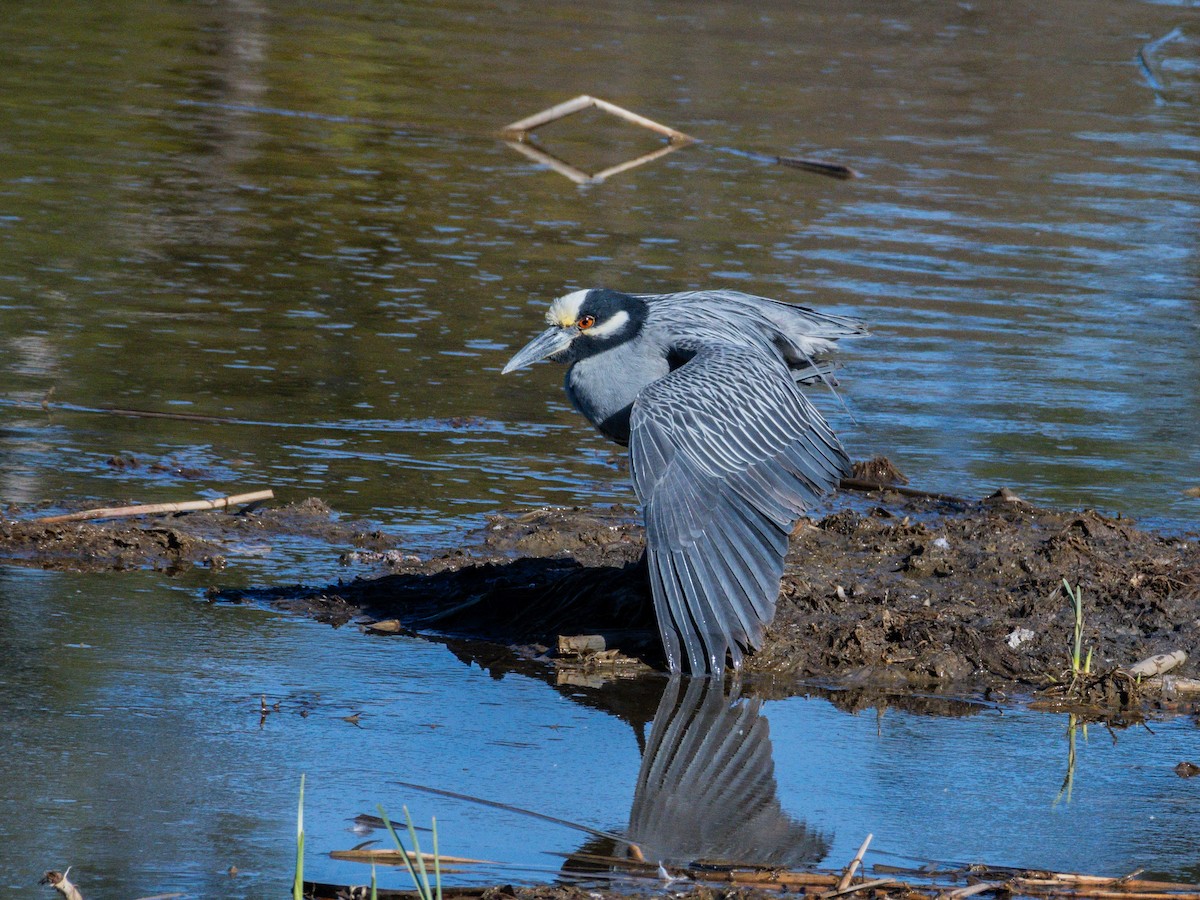 kvakoš žlutočelý - ML647744489