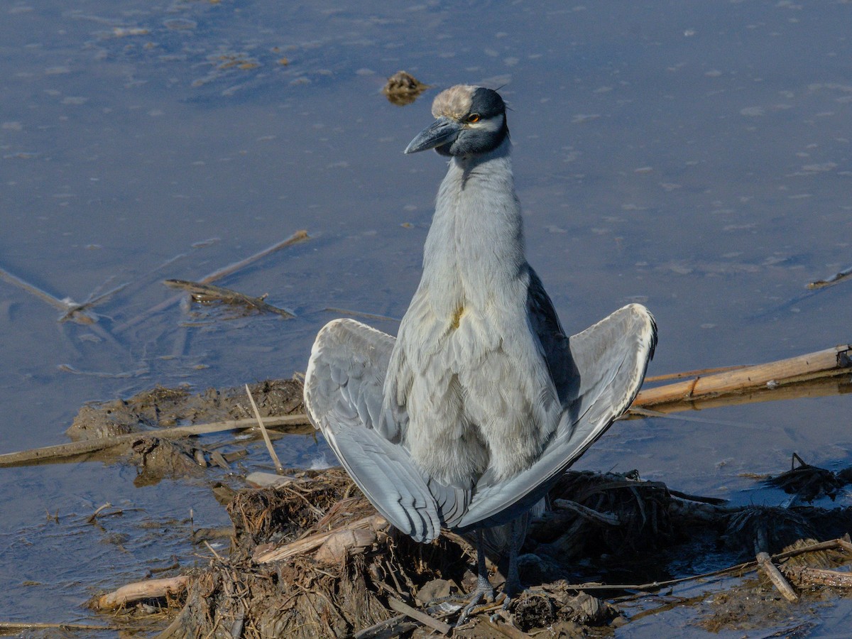 kvakoš žlutočelý - ML647744490