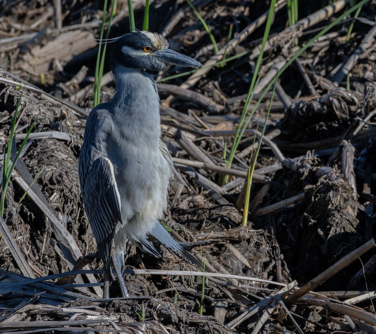 kvakoš žlutočelý - ML647744491