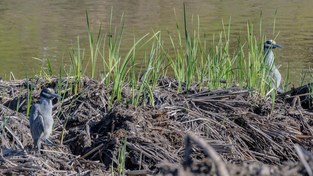 kvakoš žlutočelý - ML647744493