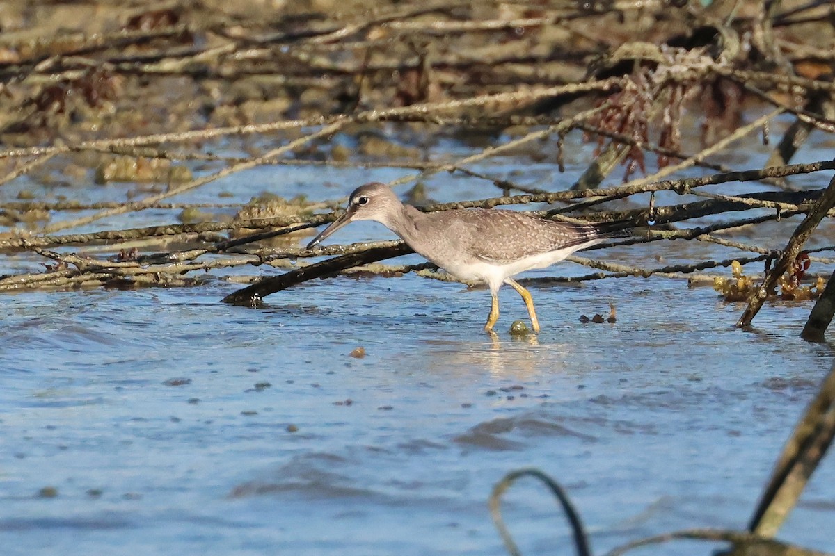 Gray-tailed Tattler - ML647744512