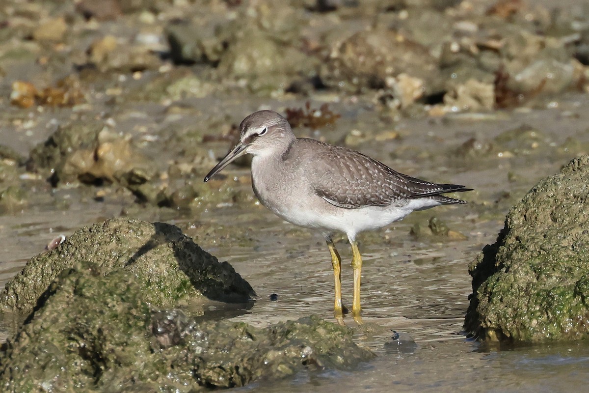 Gray-tailed Tattler - ML647744513