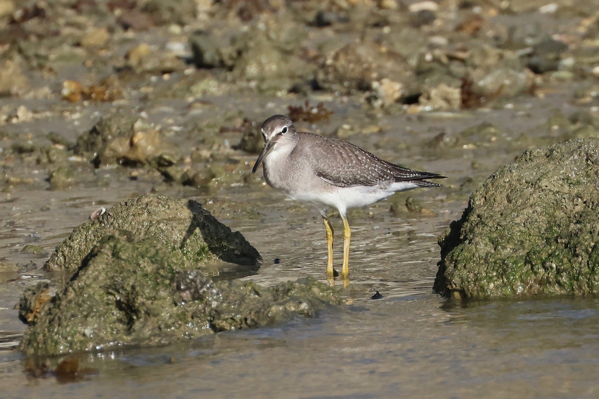Gray-tailed Tattler - ML647744514