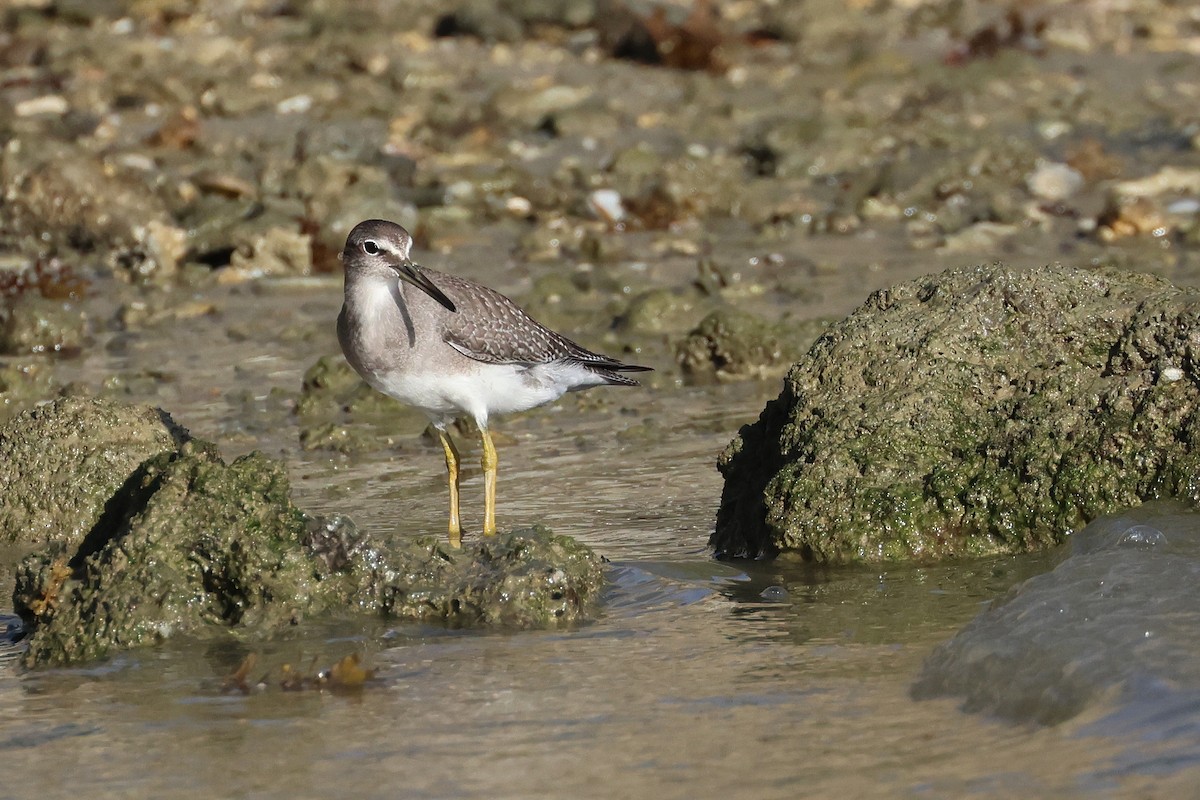 Gray-tailed Tattler - ML647744515