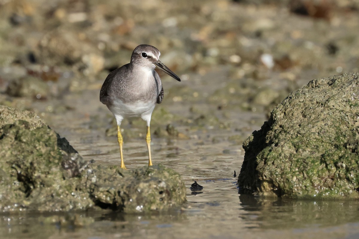 Gray-tailed Tattler - ML647744516