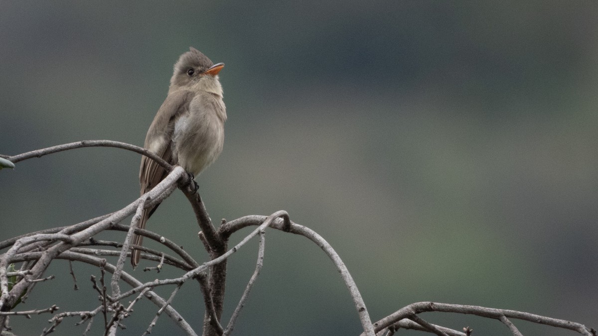 Greater Pewee - ML647744523