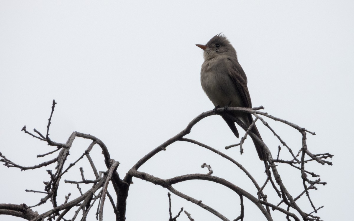 Greater Pewee - ML647744524