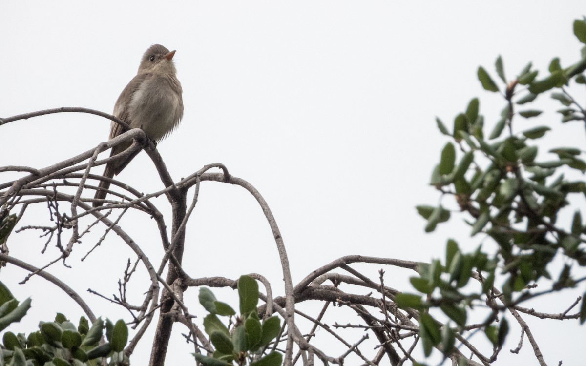 Greater Pewee - ML647744529