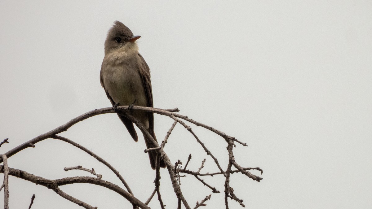 Greater Pewee - ML647744530