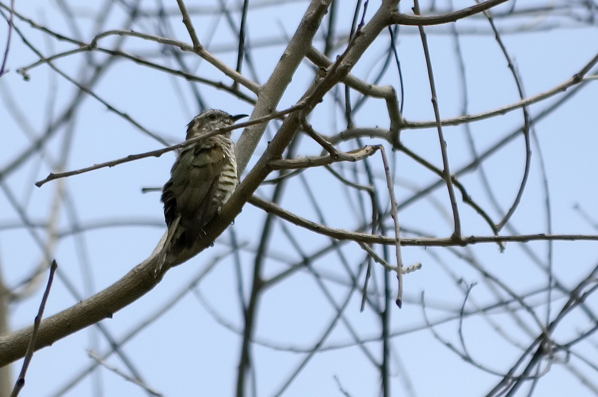 kukačka trpasličí - ML647744534