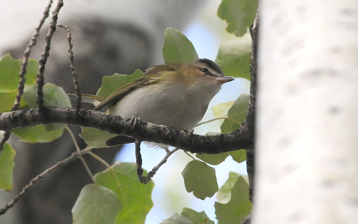 Красноглазый виреон - ML647744537