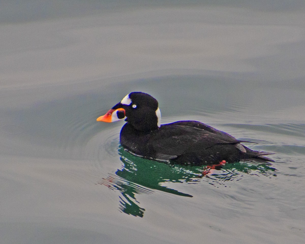 Negrón Careto - ML647744558