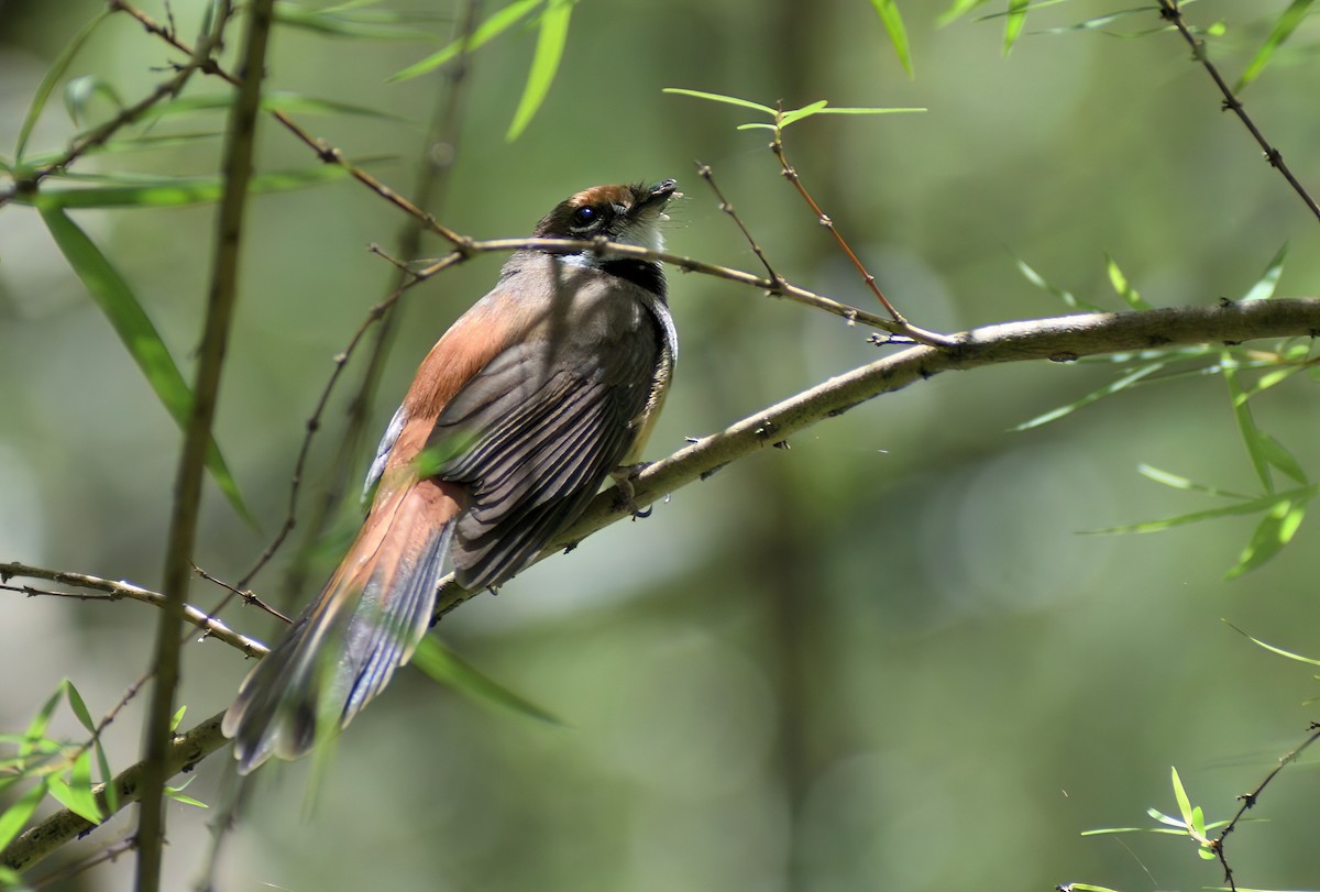 Australian Rufous Fantail - ML647744561