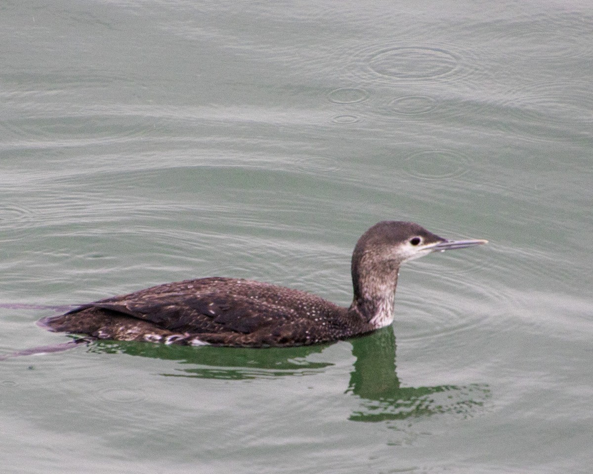 Colimbo Chico - ML647744588