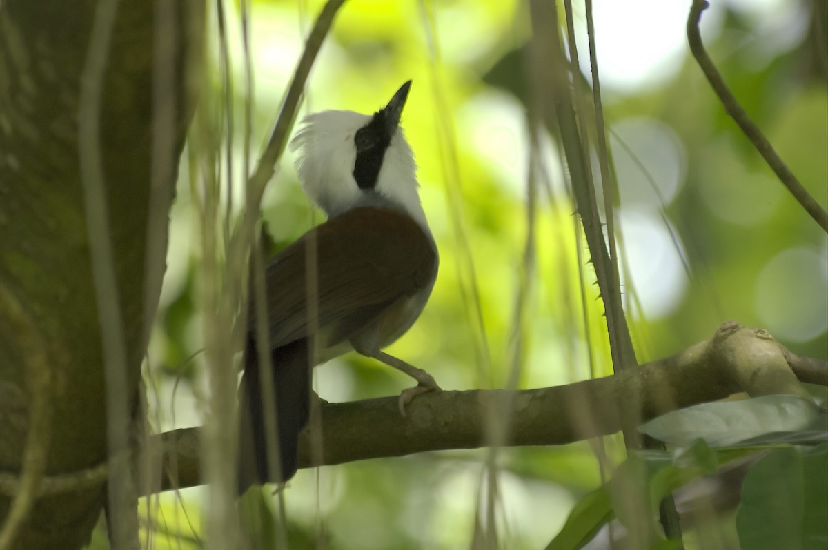 White-crested Laughingthrush - ML647744589