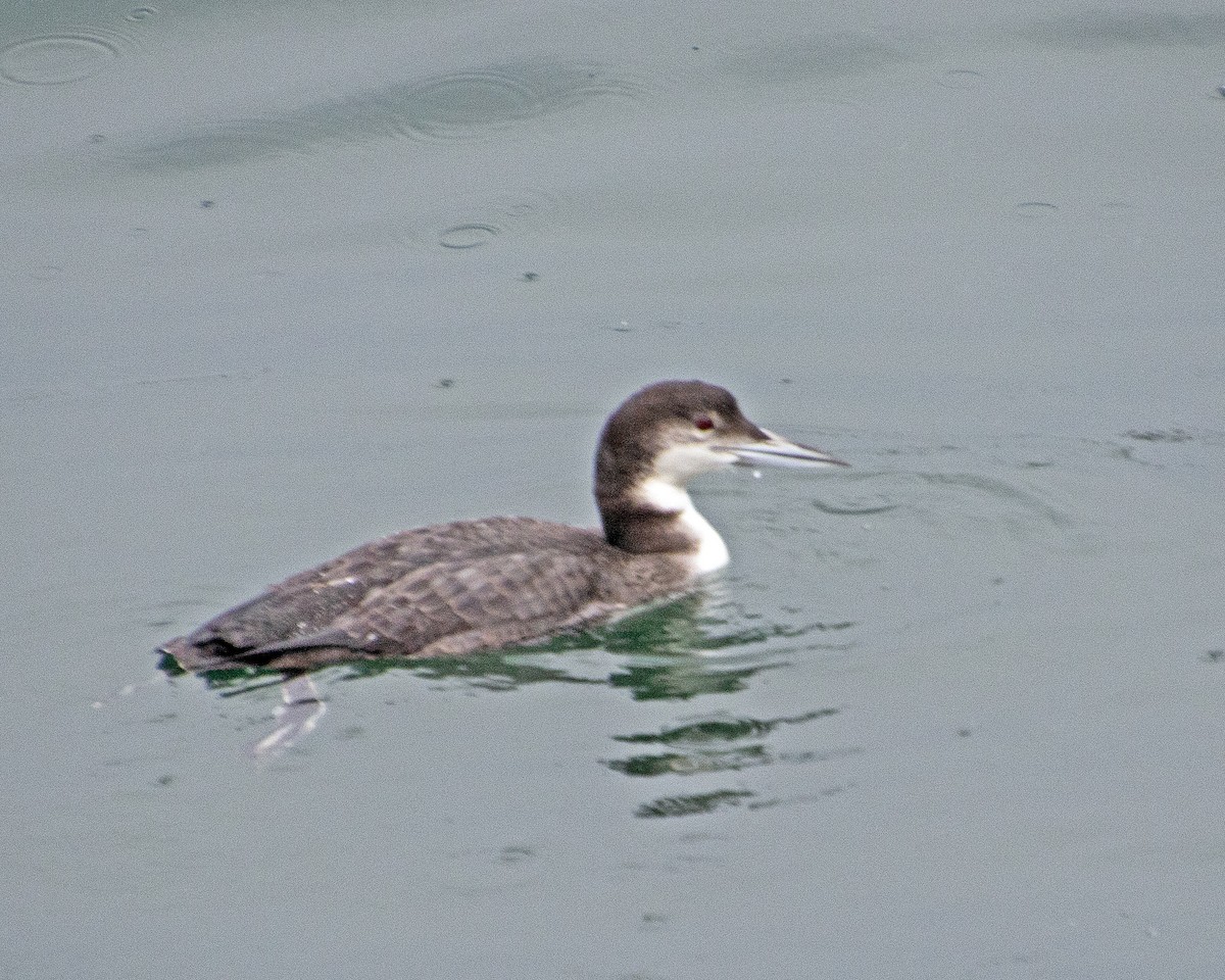 Common Loon - ML647744595