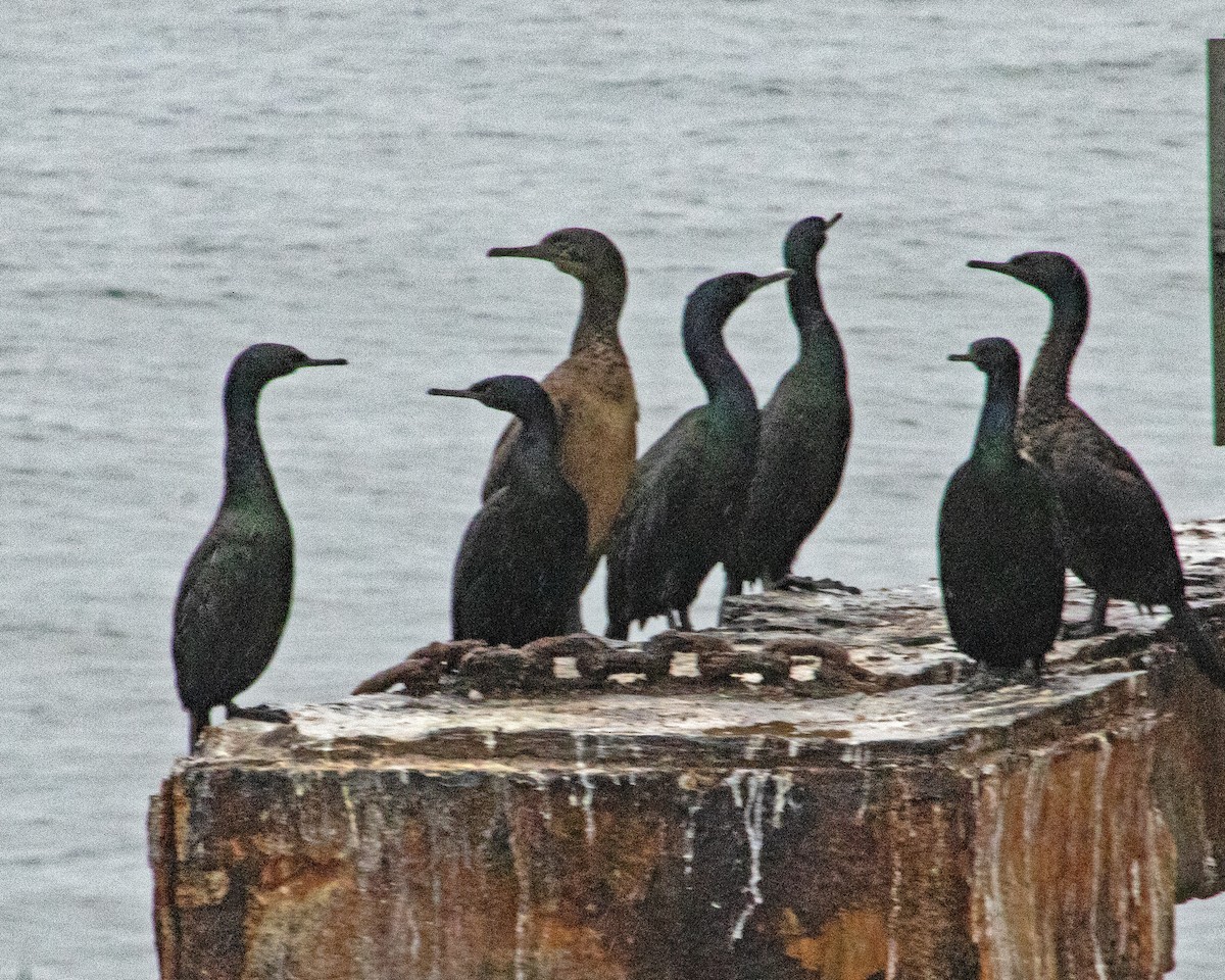 Cormorán Pelágico - ML647744609