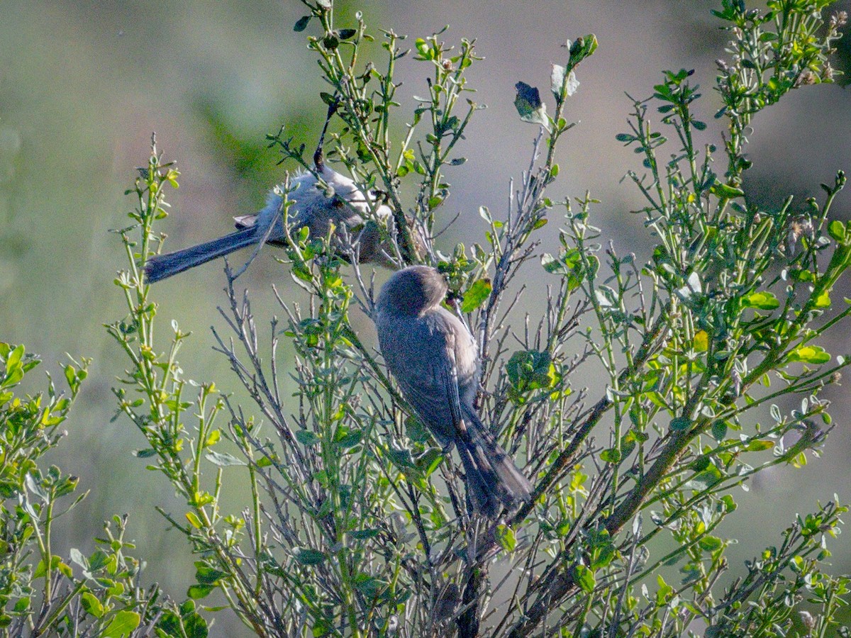 Ополовник американський - ML647744610