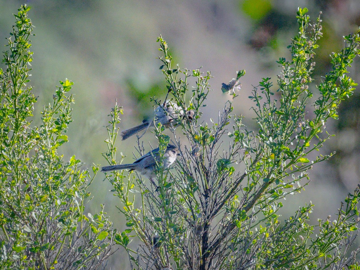 Ополовник американський - ML647744611