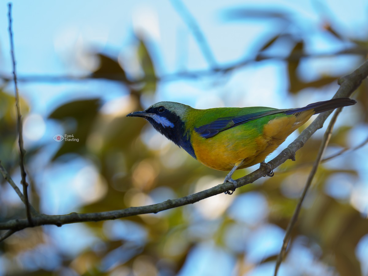 Зеленчик золоточеревий - ML647744612