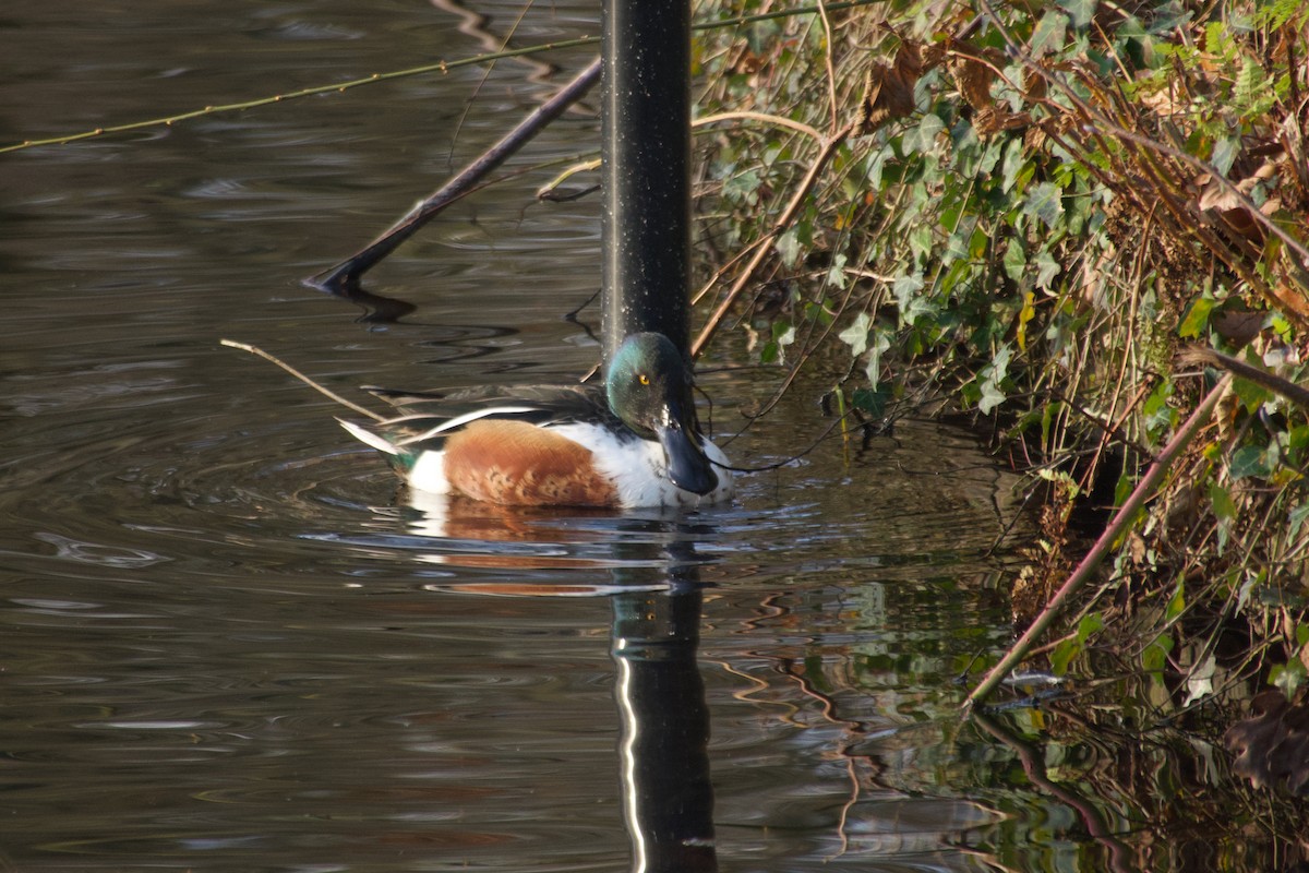 Широконіска північна - ML647744614