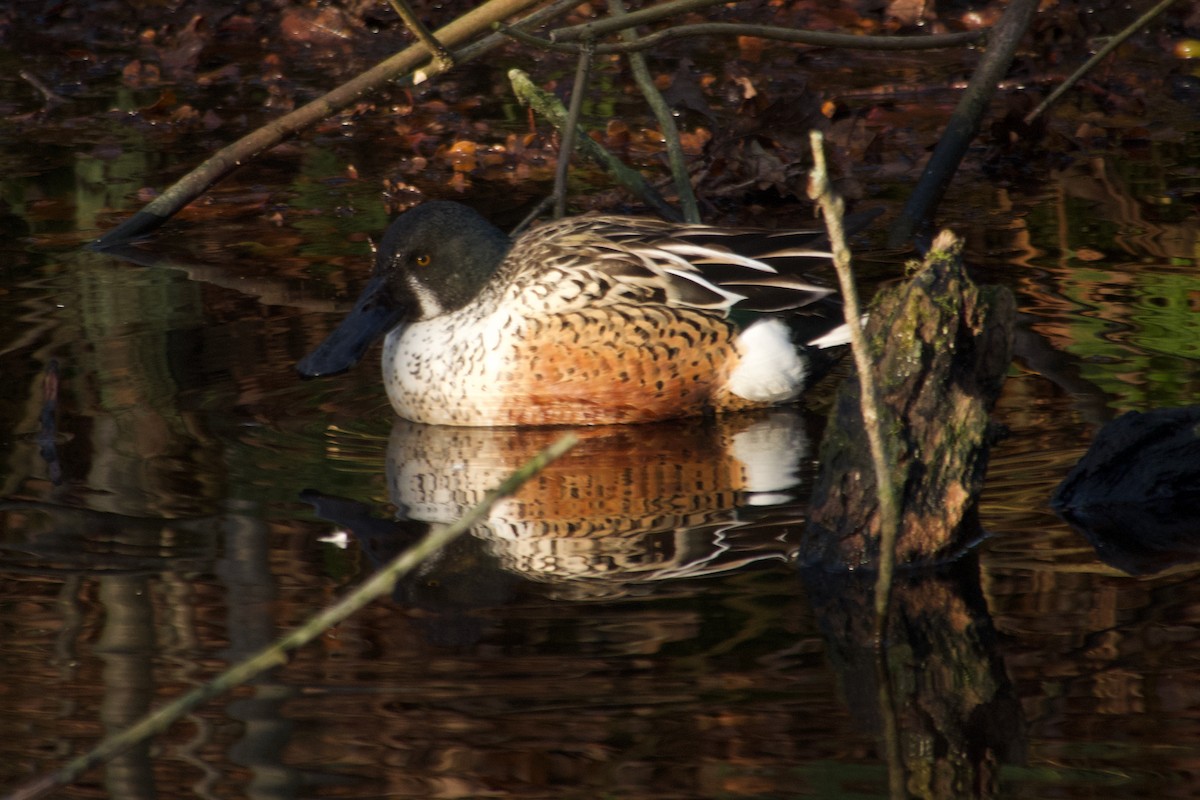 Широконіска північна - ML647744615