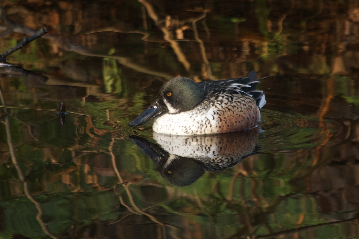 Широконіска північна - ML647744616